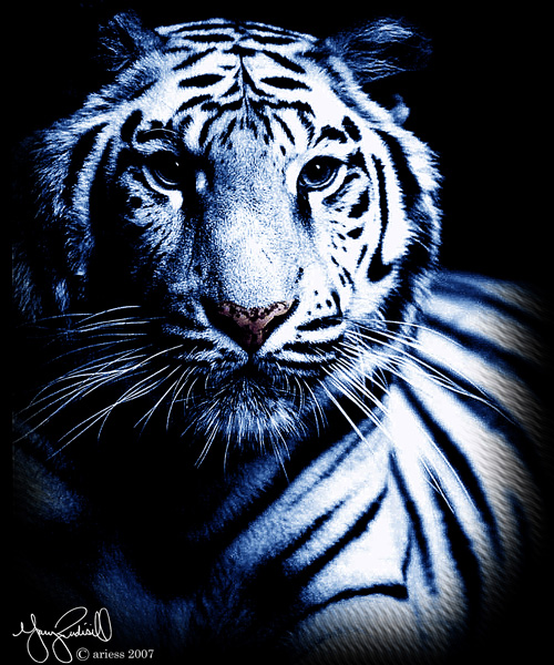 White Blue Tiger