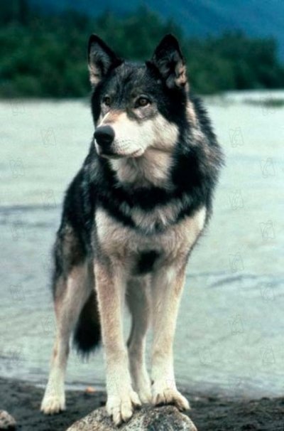 White fang
