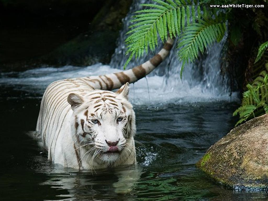 white tiger waterfall wallpaper (1)