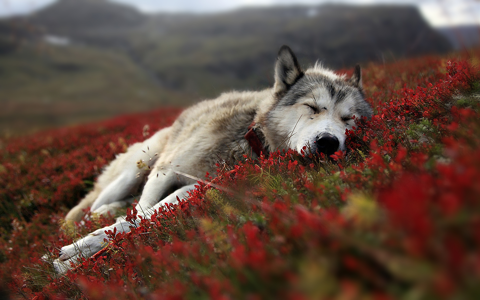 wolf hd wallpaper 7