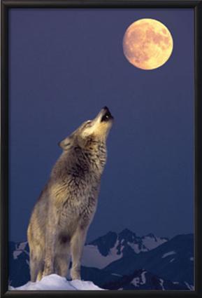Wolf Howling at the moon