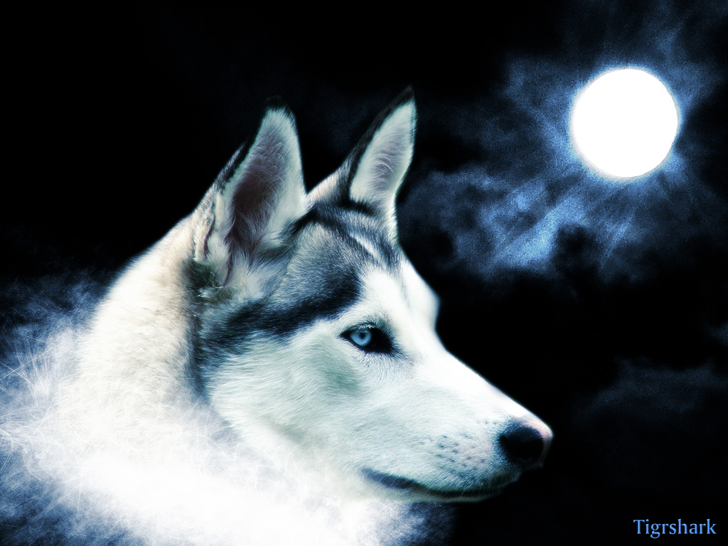 wolf wallpaper by Tigrshark