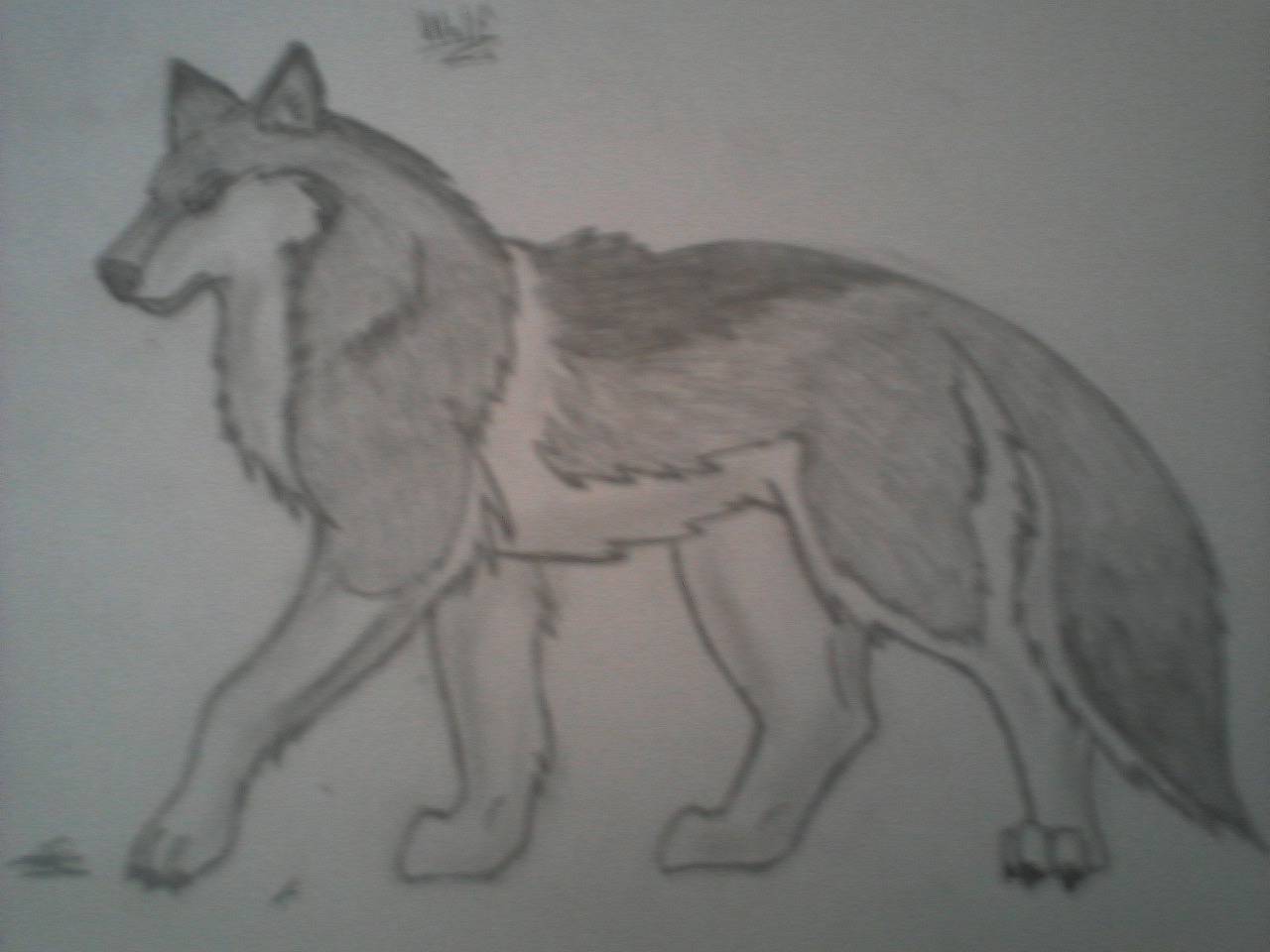 Wolf :)