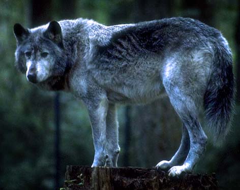 Wolfev   White Fang