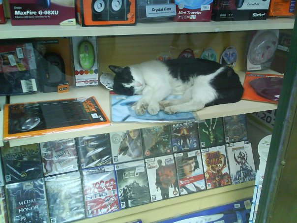 Yes, that's a cheap mousepad, with a cat on it.