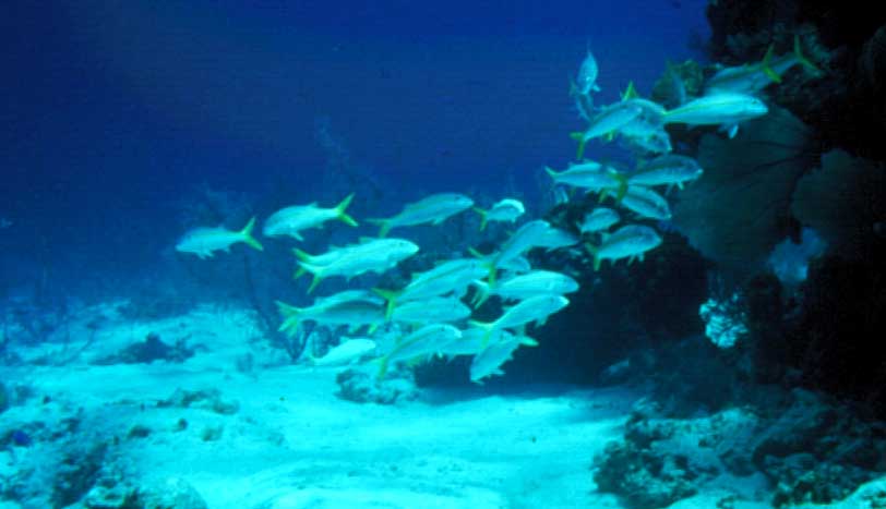 GoatFish.jpeg