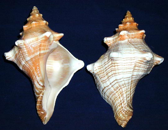 sm_Fox_Shell.jpg