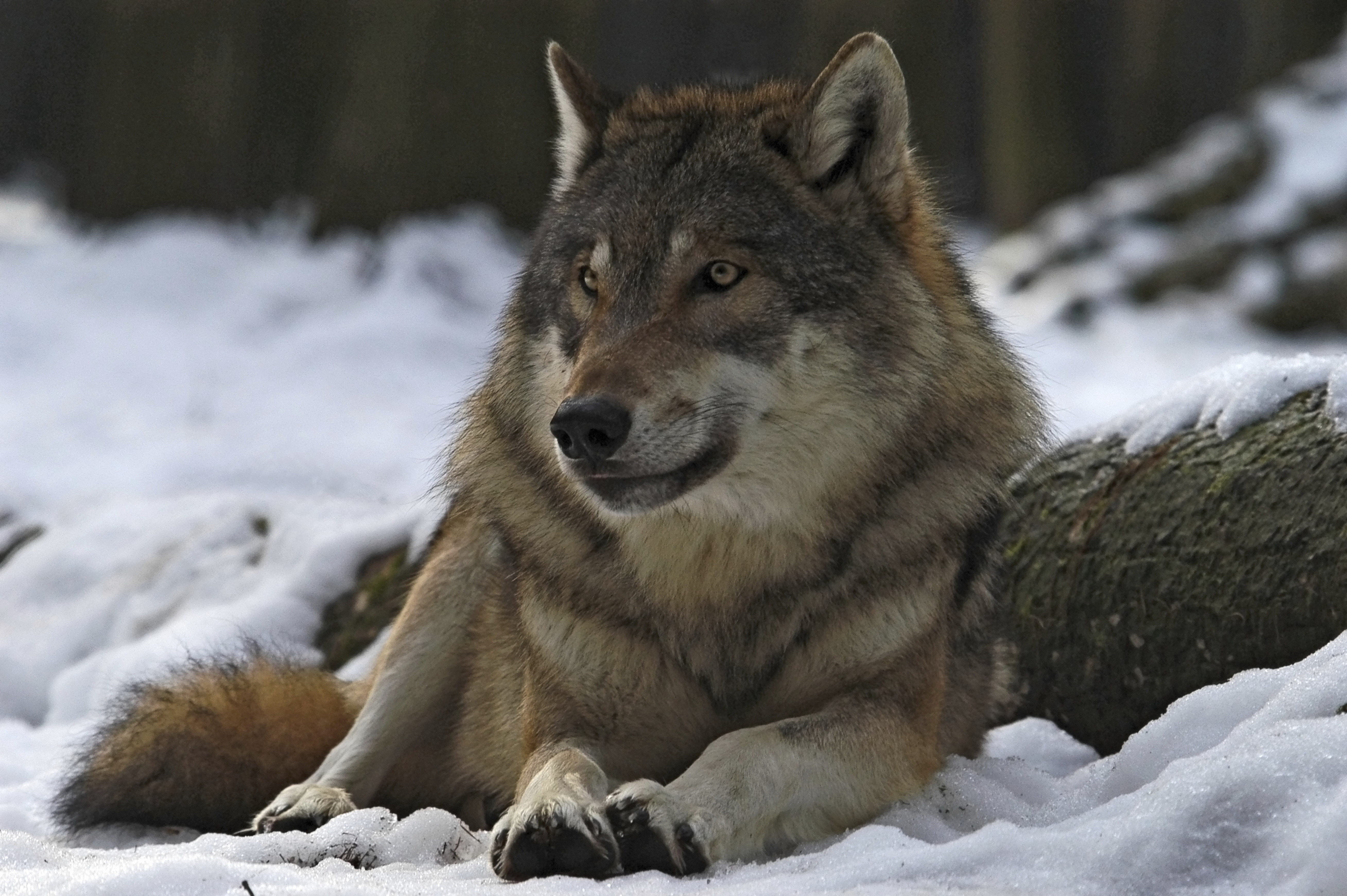 wolf_male_leader_winter_forest_78141_5233x3479.jpg