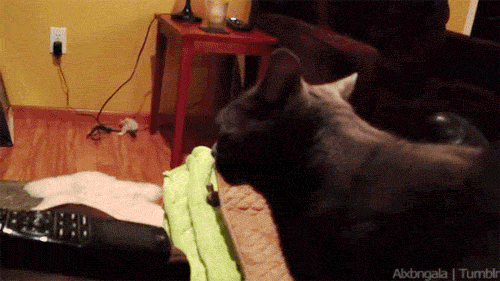 51287-IF-I-HAD-ONE-cat-gif-wId1.gif