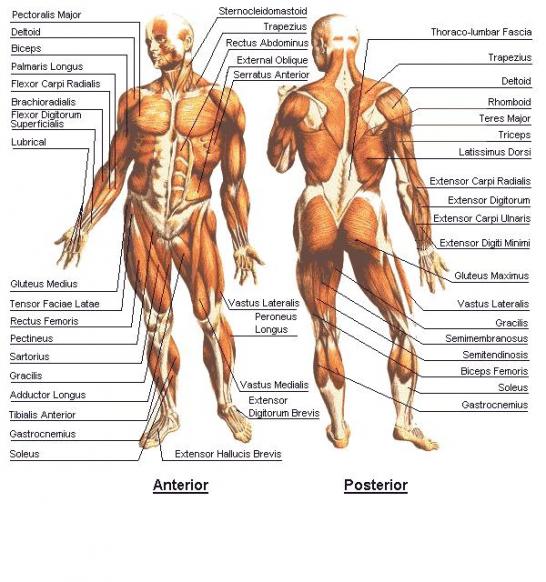 dennis_anatomy_chart.jpg