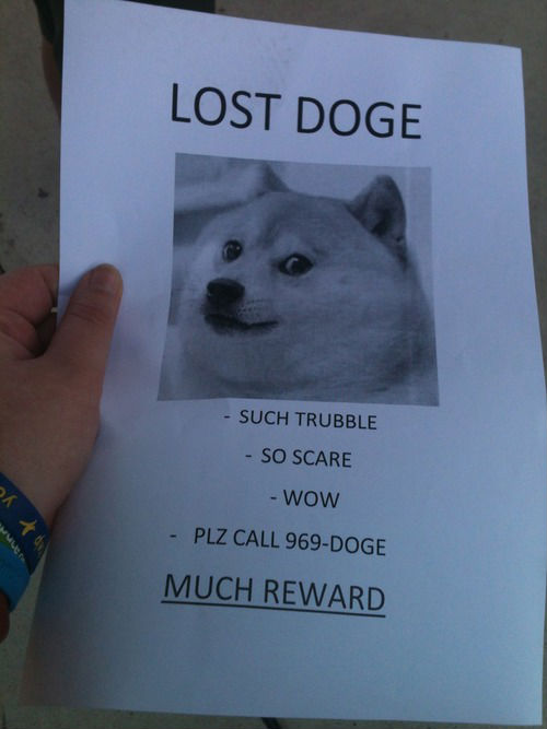 lost-doge.jpg
