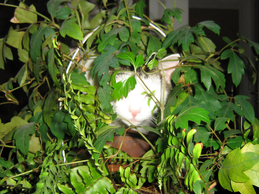 My_cat_second_time__3_by_Numerion.jpg