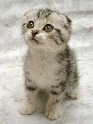 cute-kittenweee1.jpg