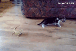 RVwcb6N.gif
