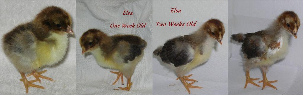 105574_elsa_progression.jpg