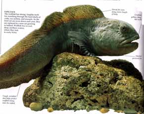 wolffish.jpeg