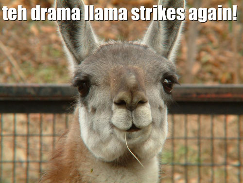 75626-drama_llama.jpg