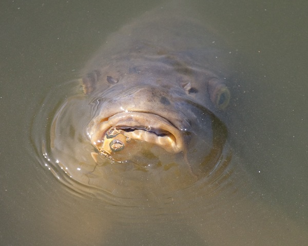 carp1.jpg