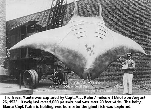 67907_deadgiantmantaray.jpg
