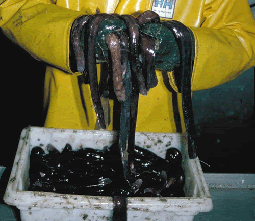 blackhagfish.gif