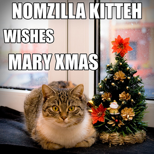 xmaslolcat.jpg