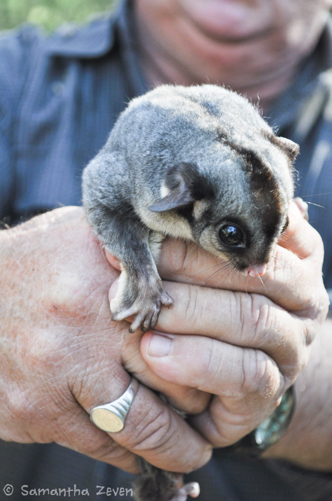 sugar_glider_by_the_monstrum-d636hpv.jpg