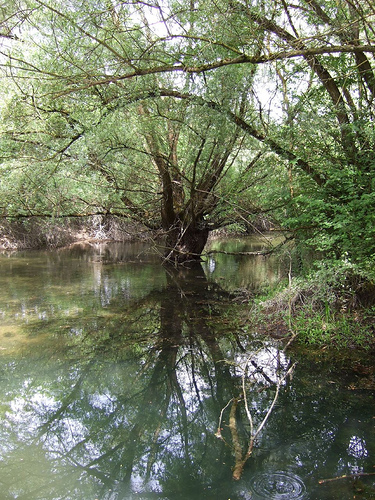 baum-im-wasser.jpg