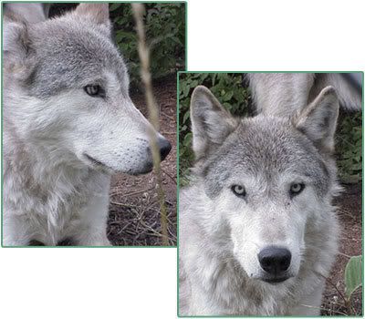 wolfs.jpg