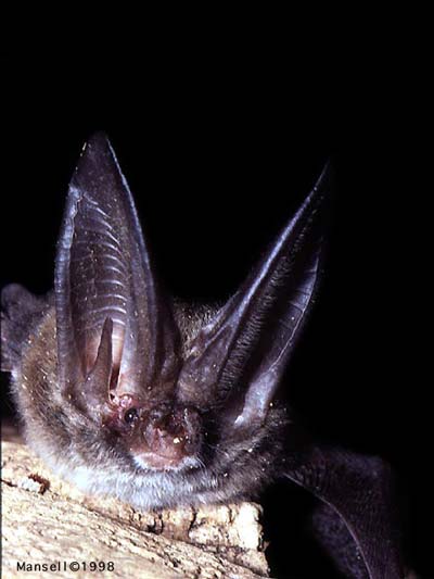 bat-8.jpg