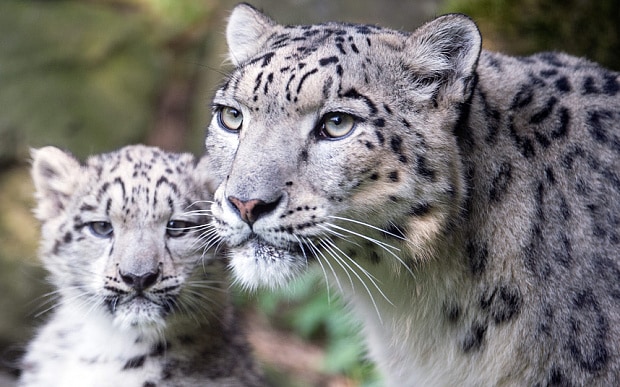 potd-snow-leopard_3407561b.jpg