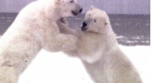 OrientationBears.jpg