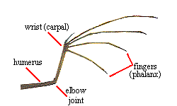 wingbone.gif