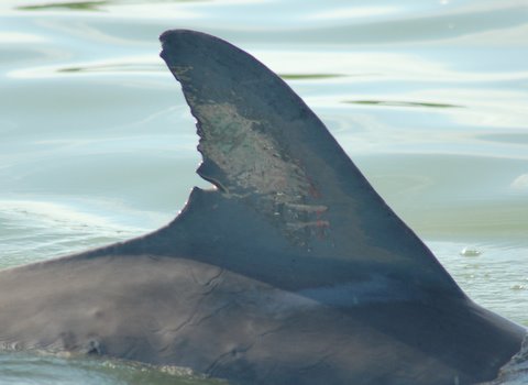 dorsal_fin_1.jpg