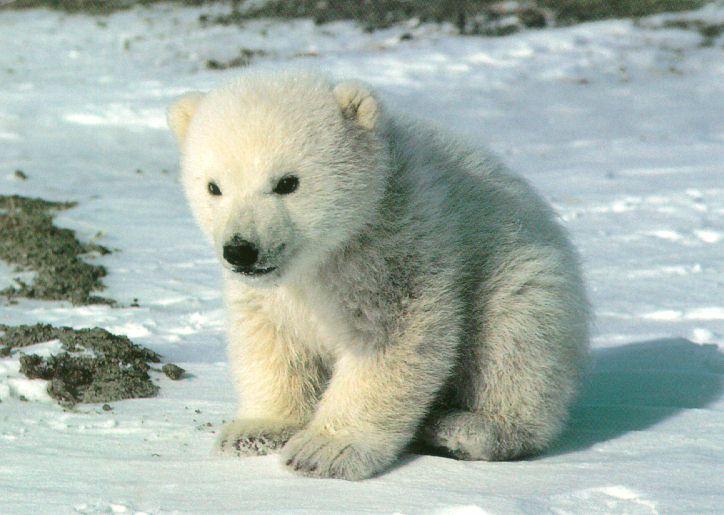 cute-22291jo.jpg
