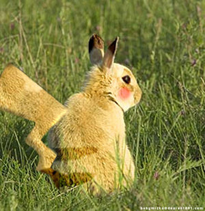 pikachu-real-pokemon.jpg