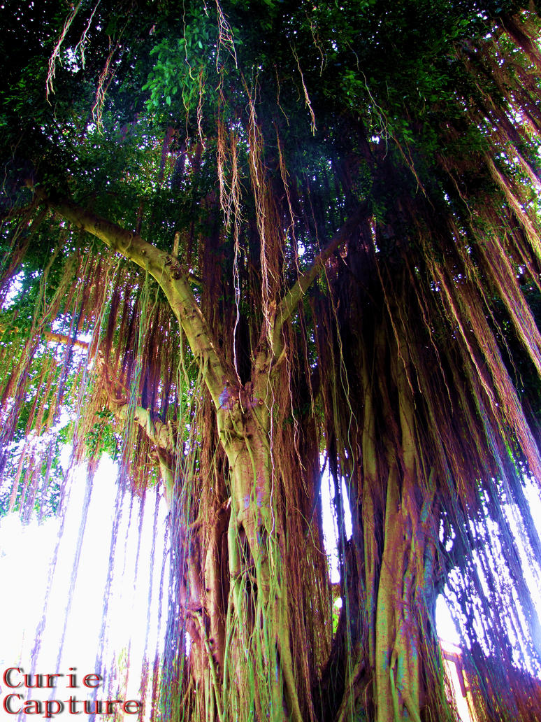 pohon_beringin_by_thecurieproject.jpg