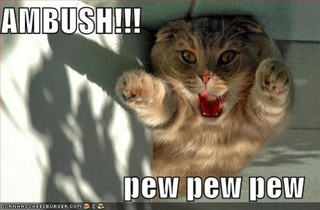 ambush_pew_pew_cat.jpg
