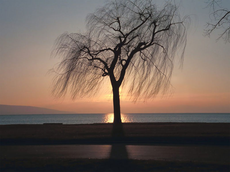 ebony-tree-sunset.jpg