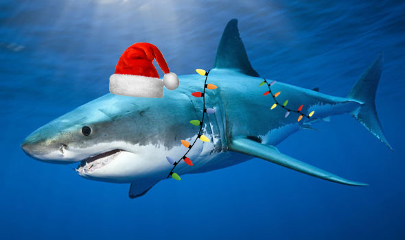 great-white-shark-evans-head-595103.jpg