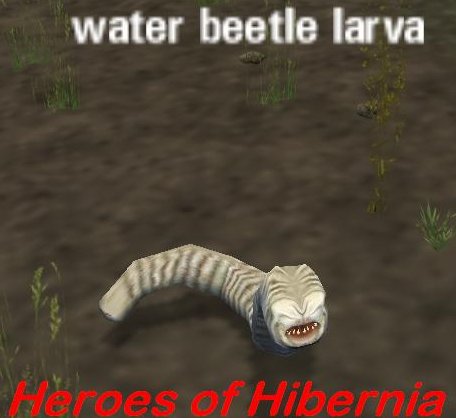 Water%20Beetle%20Larva.JPG