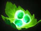 tango.png