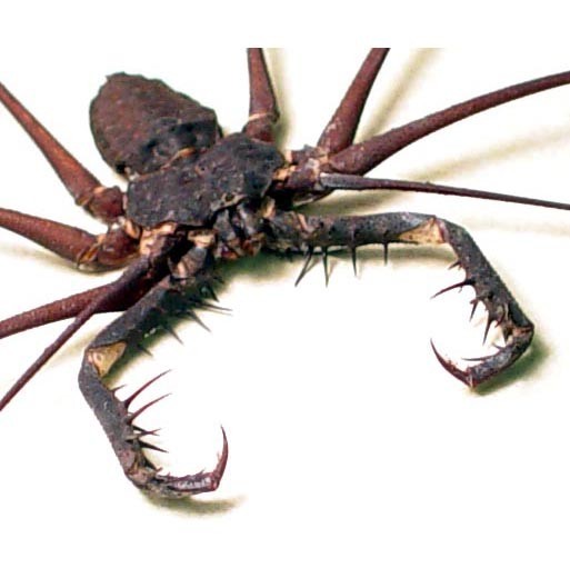 giant%20spider%202w.jpg
