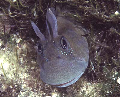 Istiblennius%20zebra_head.JPG