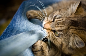 Cat_Chewing_Blanket.ashx