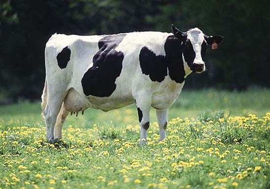 dairy%20cow.jpg
