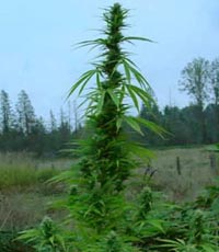 big-bud-samen.jpg