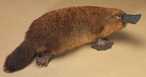Platypus-6.jpg