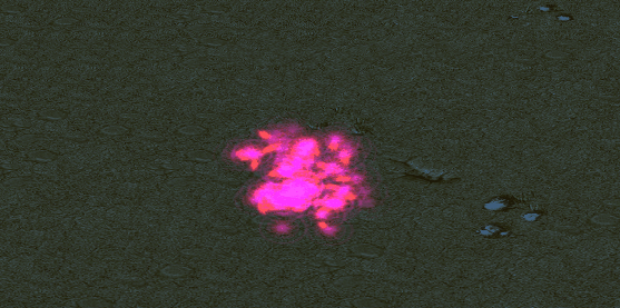 gif4.jpg