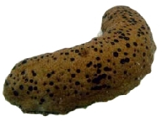 pepino_do_mar_isostichopus_badionotus_2.1.jpg
