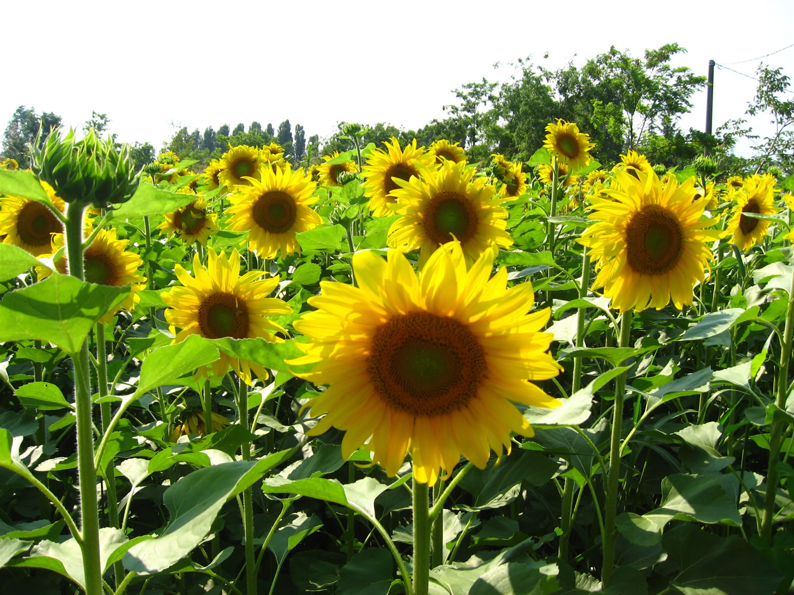 sun-flower_3314.jpg